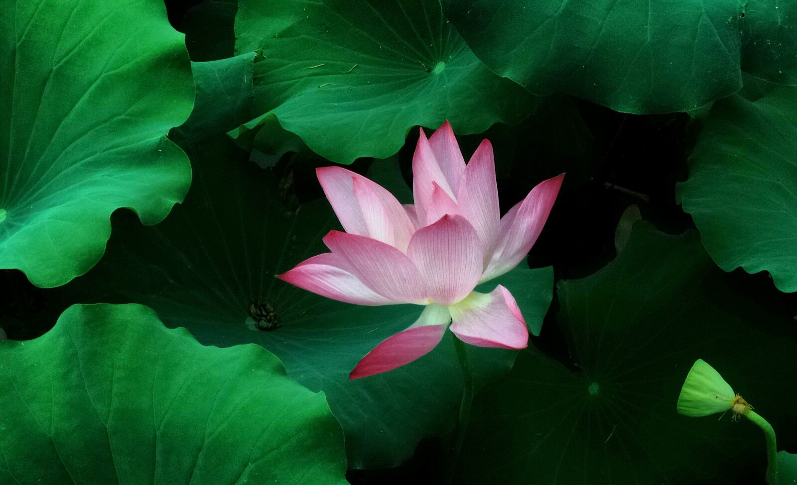 ASUS Z00XSB sample photo. Lotus, summer, pond photography