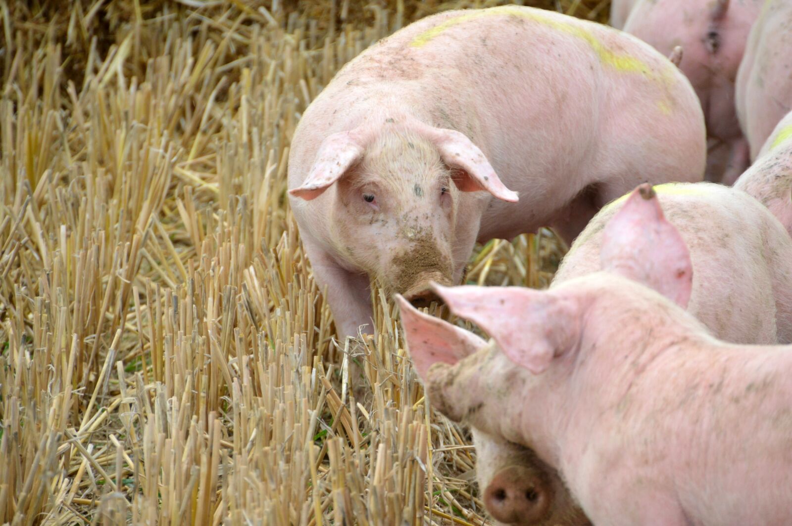 Nikon D3200 sample photo. Breeding, pig, pork photography