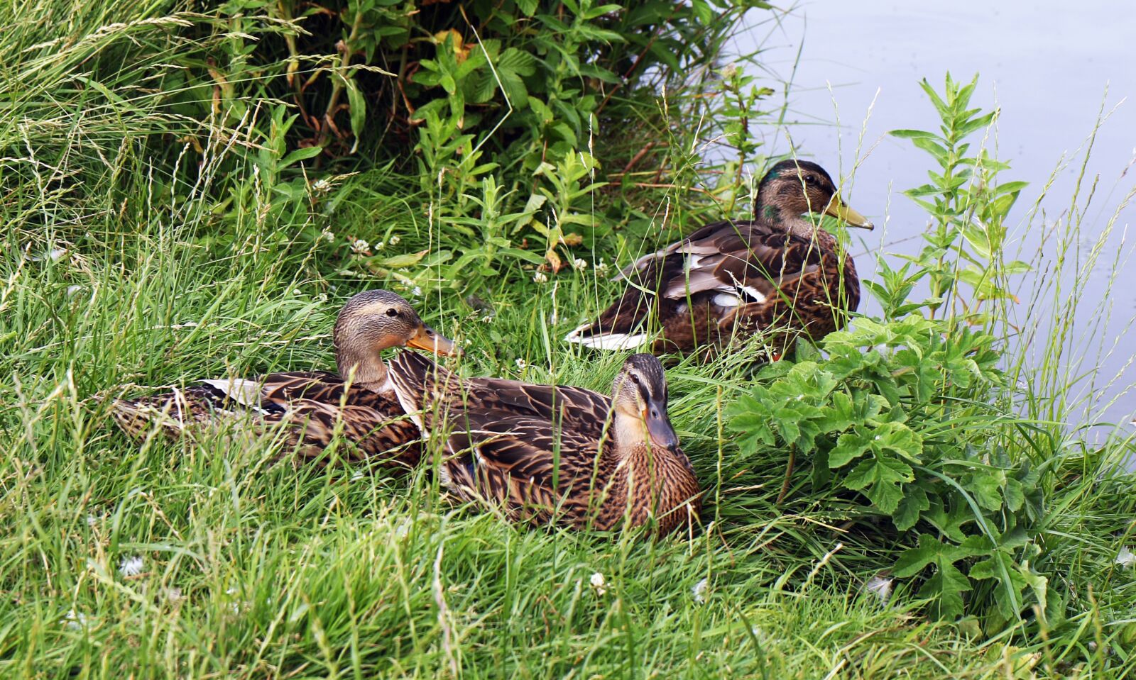 Canon EOS 7D Mark II sample photo. Ducks, mallard, bird photography