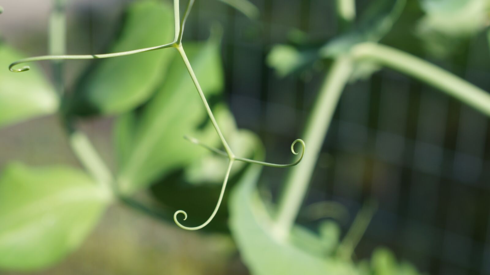 Sony Alpha a3000 + Sony E 18-55mm F3.5-5.6 OSS sample photo. Leaf, flora, nature photography