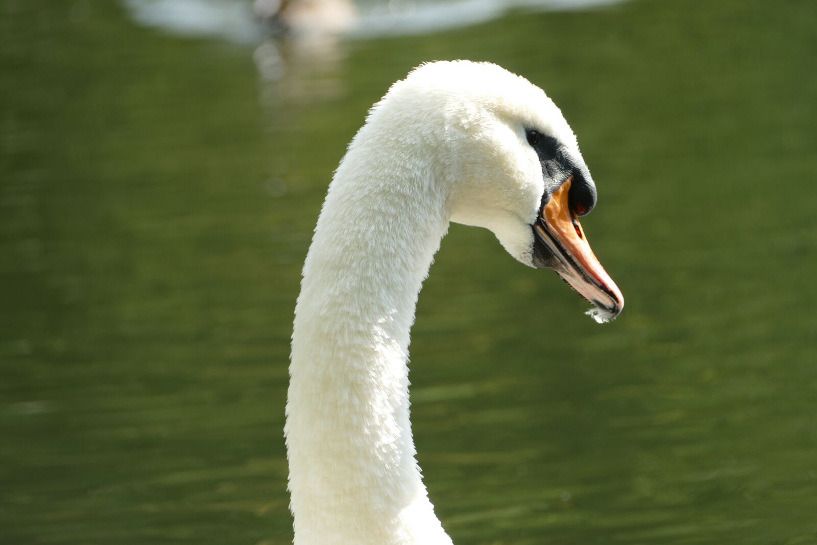 Panasonic Lumix DMC-FZ1000 sample photo. Swan, mute swan, species photography