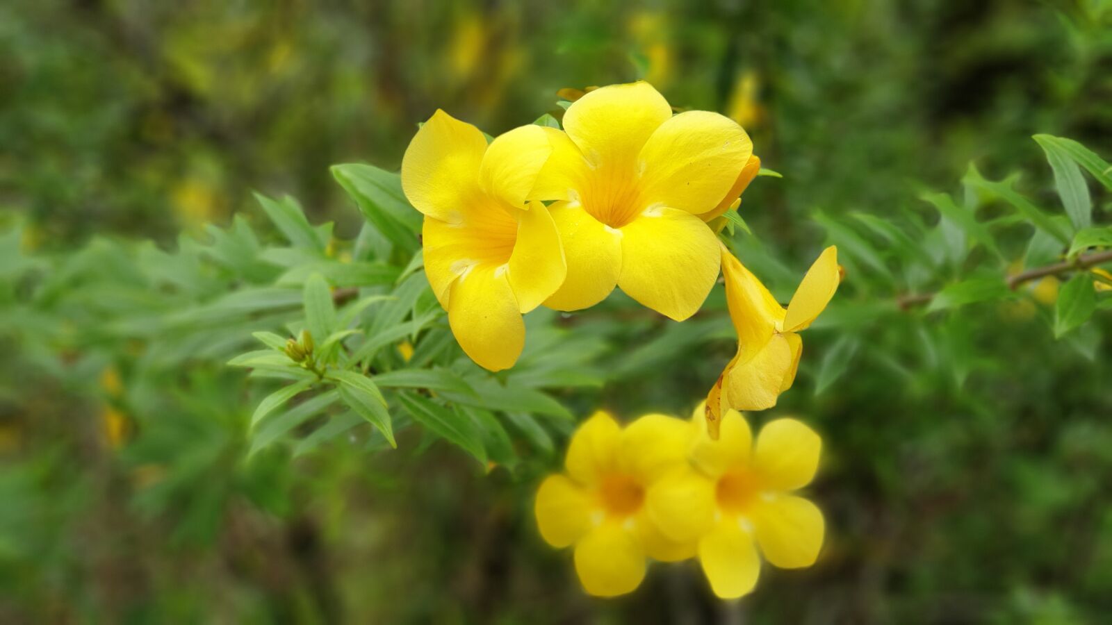 Samsung Galaxy Note9 sample photo. Botanical garden, nature, floral photography