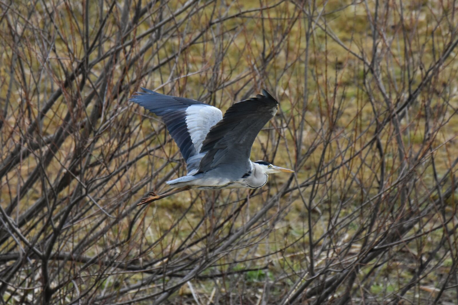 Nikon D7200 sample photo. Animal, river, waterside photography