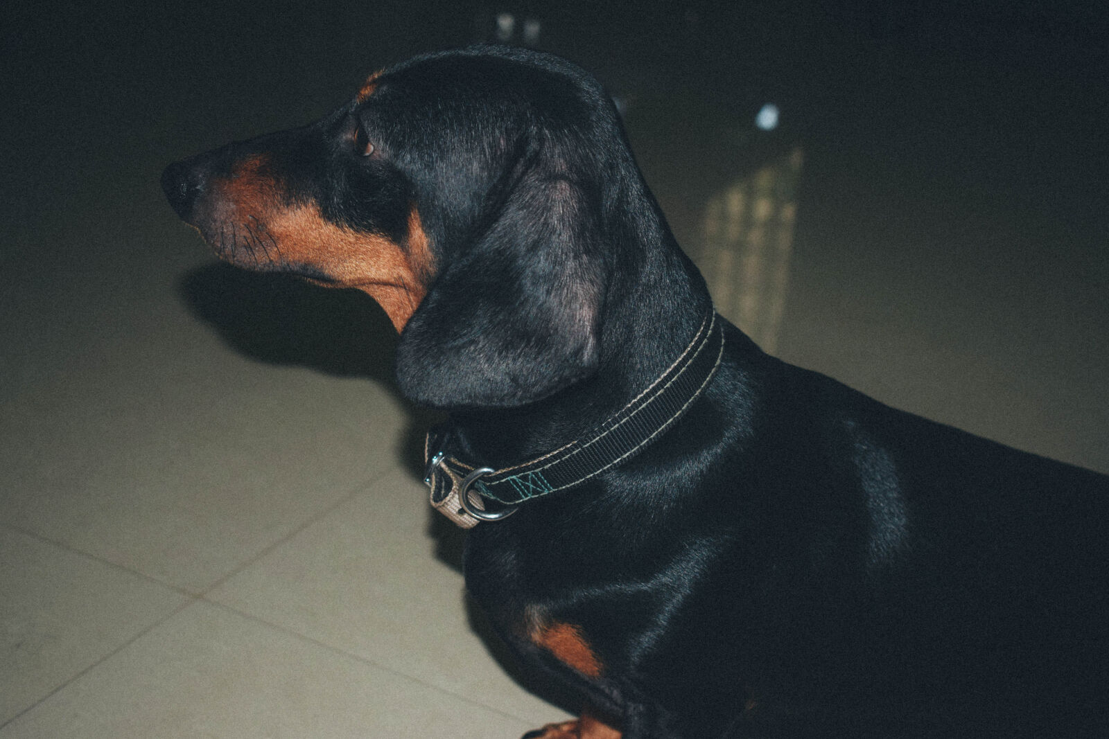 Nikon D5300 sample photo. Cute, dachshund, dark, dog photography