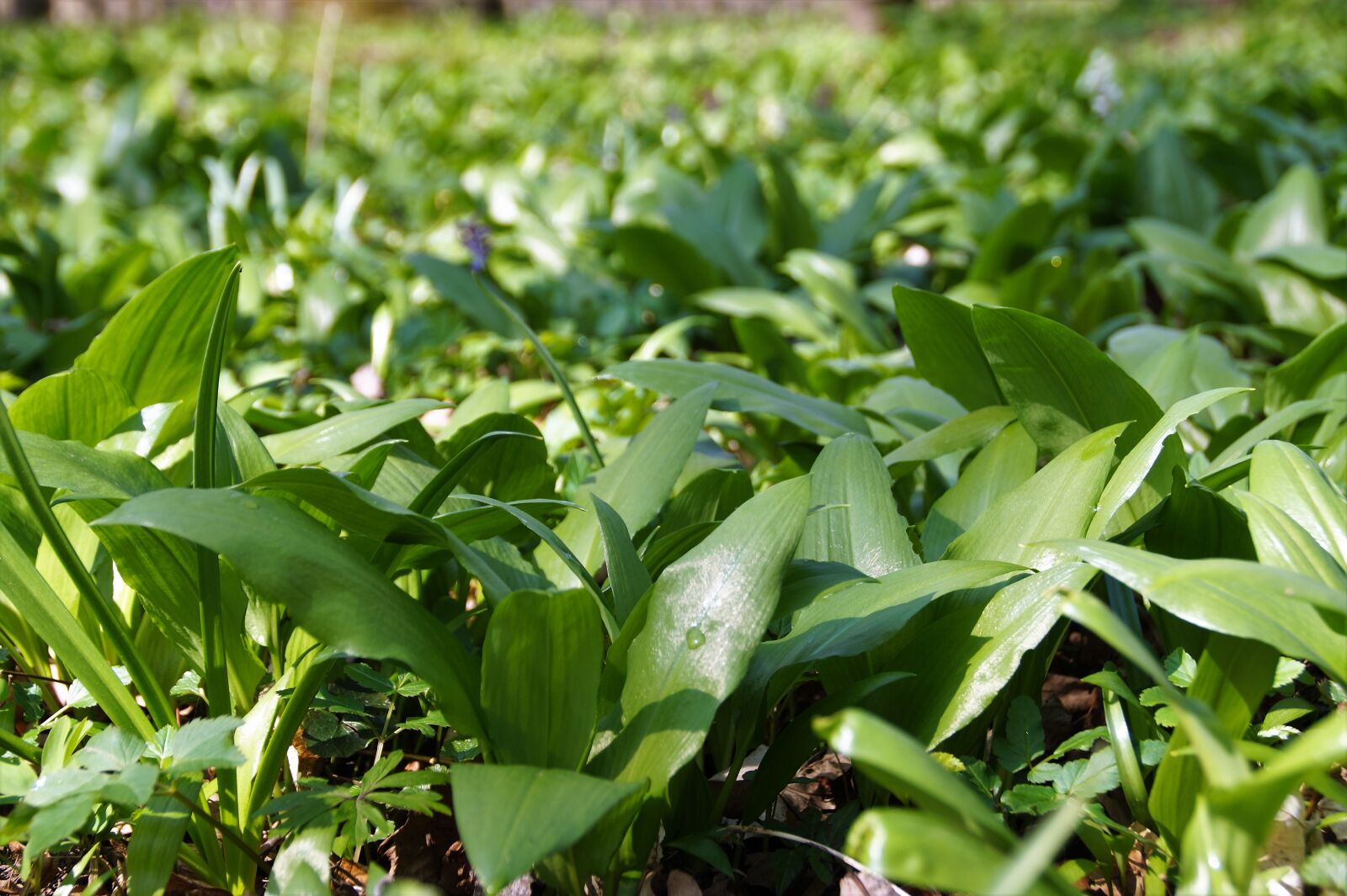 Sony SLT-A58 sample photo. Garlic, bear, the floodplain photography