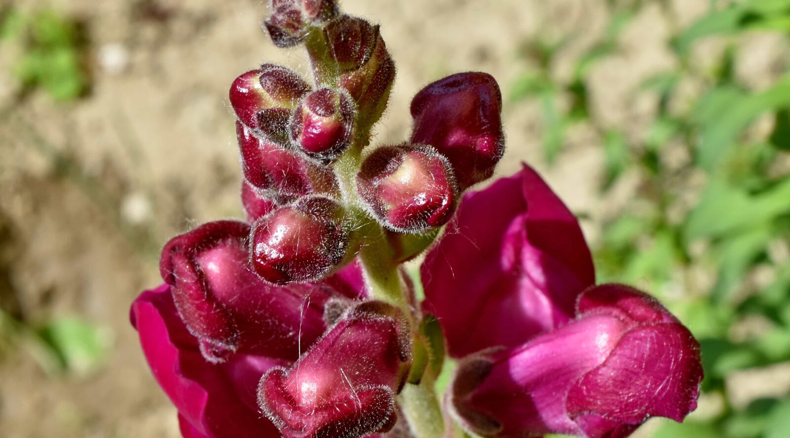Nikon D5500 sample photo. Spring time, violet, flower photography