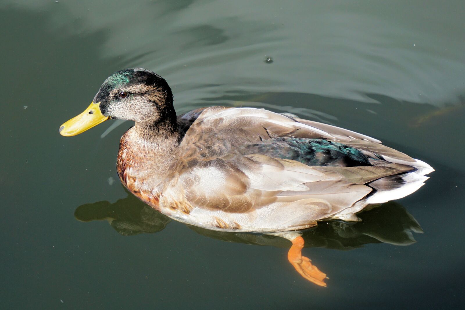 Sony a6000 sample photo. Duck, pond, water photography