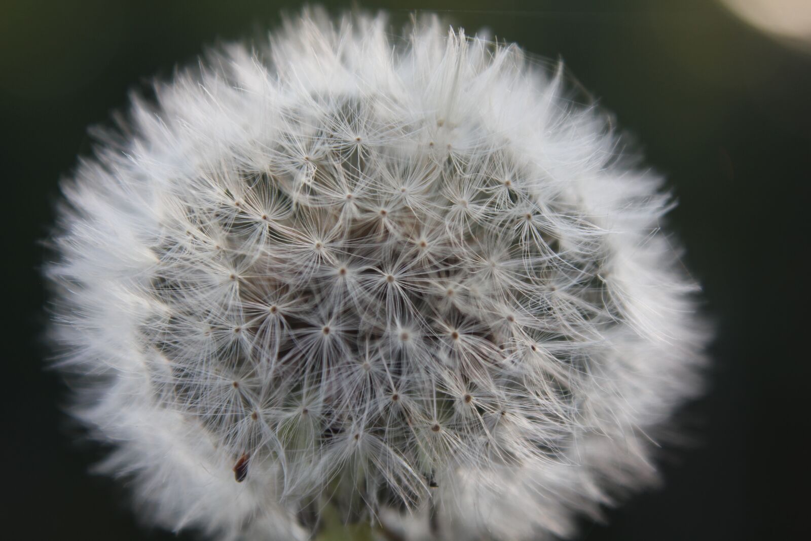 Canon EOS 550D (EOS Rebel T2i / EOS Kiss X4) sample photo. Dandelion, nature, faded dandelion photography