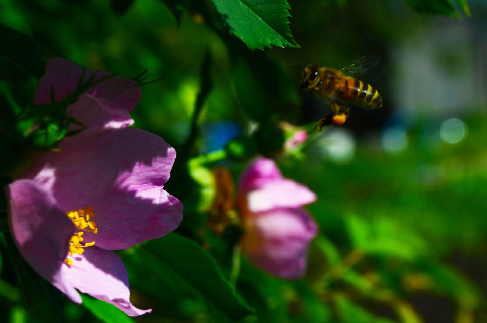 Nikon D5100 sample photo. Bee, flower, rose hip photography