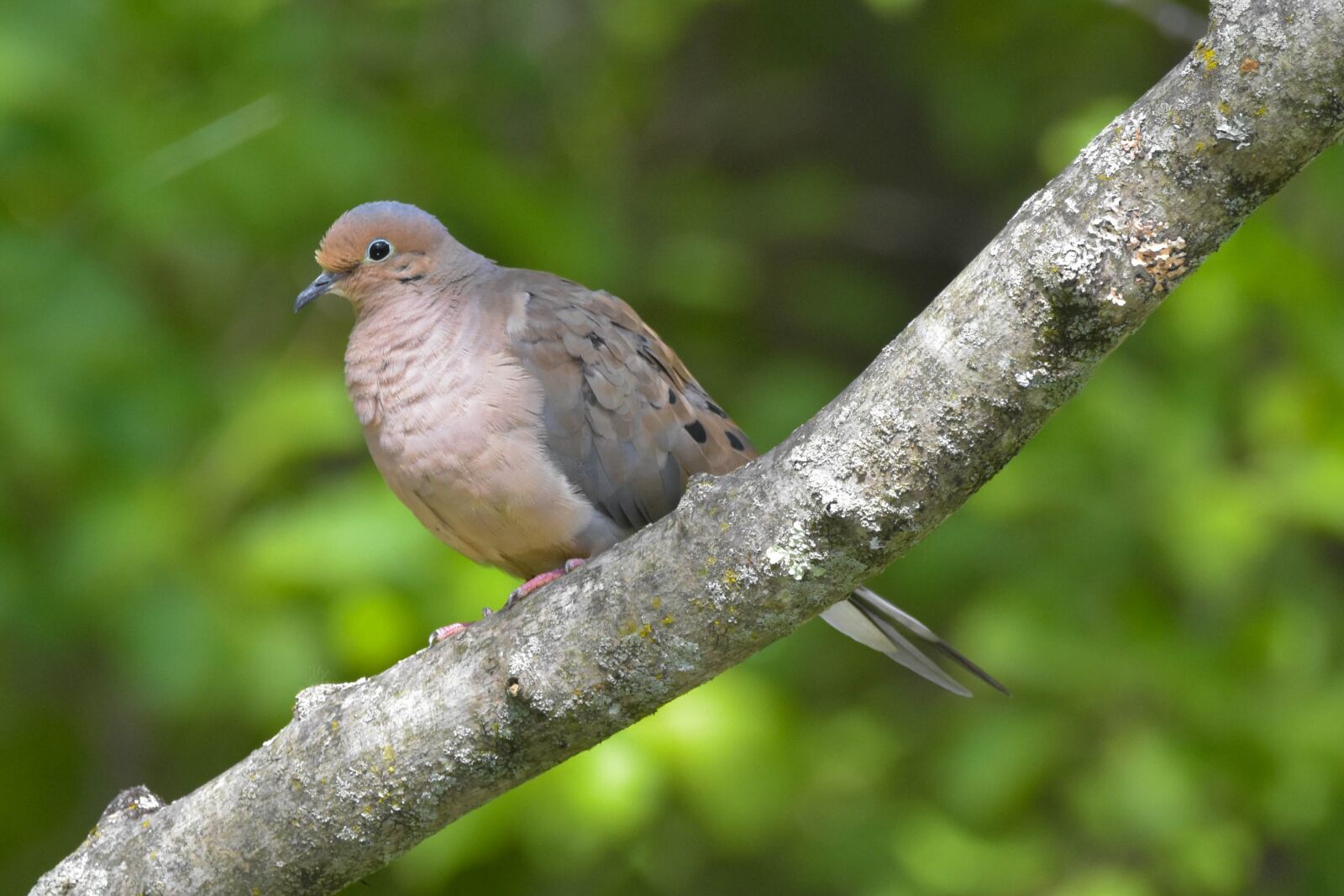 Nikon D3400 sample photo. Mourning dove, bird, bird photography