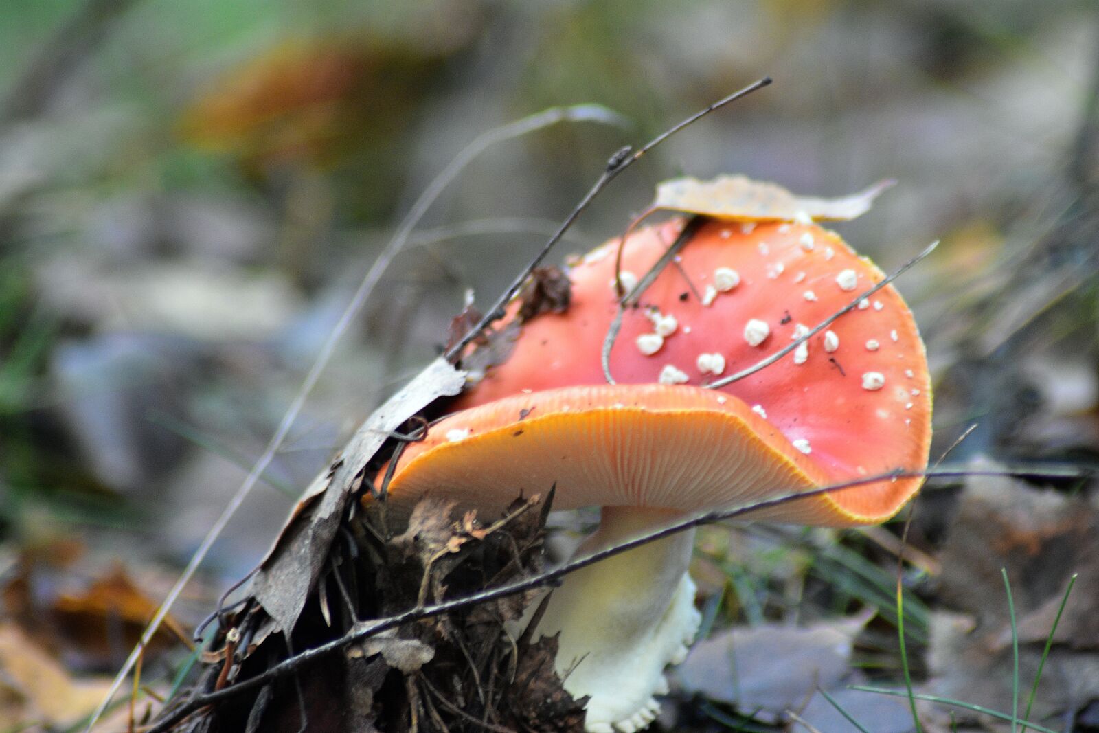 Nikon D3400 sample photo. Mushrooms, amanita, red photography