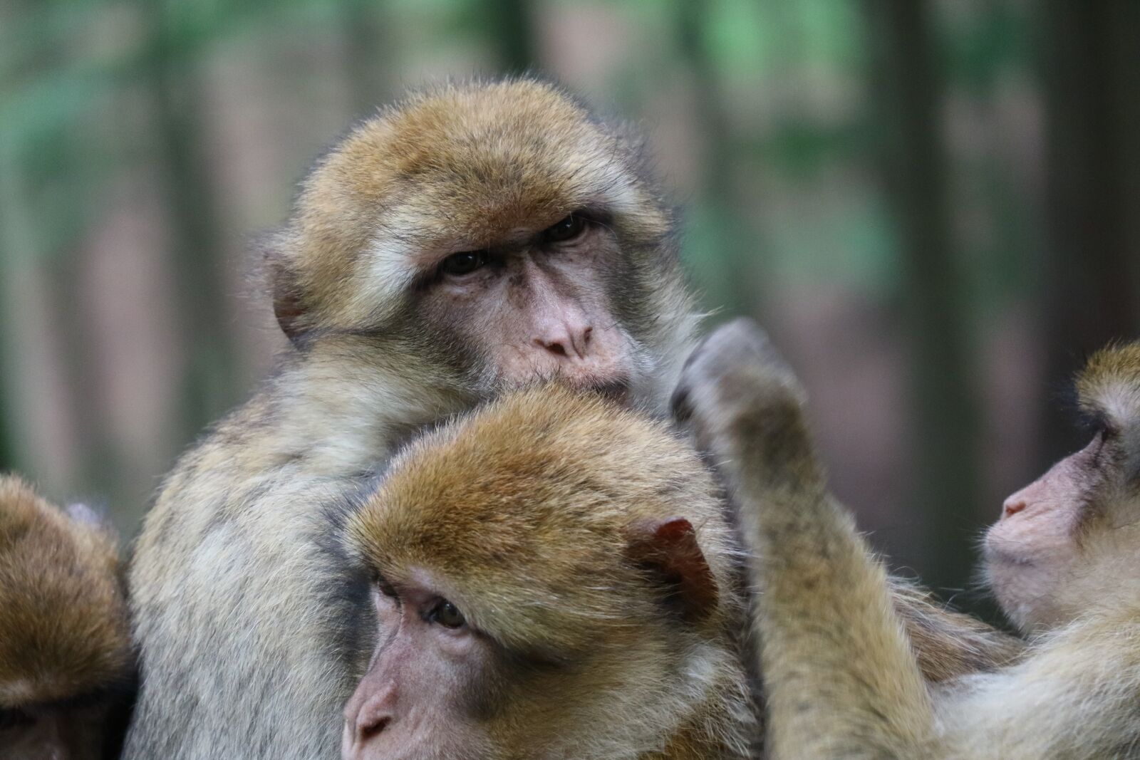 Canon EOS M3 sample photo. Ape, animals, snuggle photography