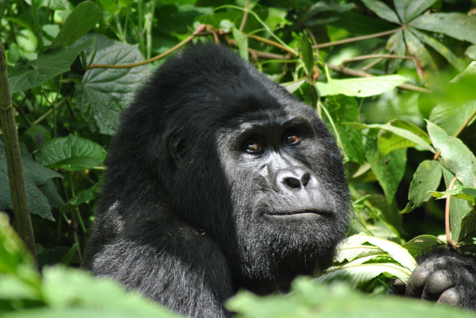 Nikon D3000 sample photo. Gorilla, uganda, wildlife photography