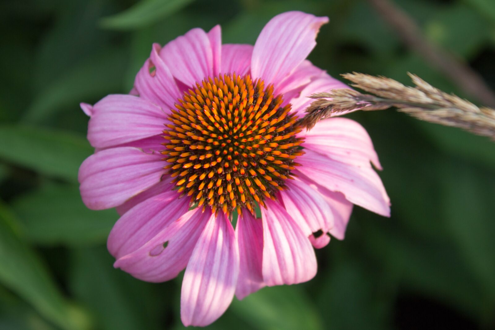Canon EOS 600D (Rebel EOS T3i / EOS Kiss X5) sample photo. Nature, flora, flower photography