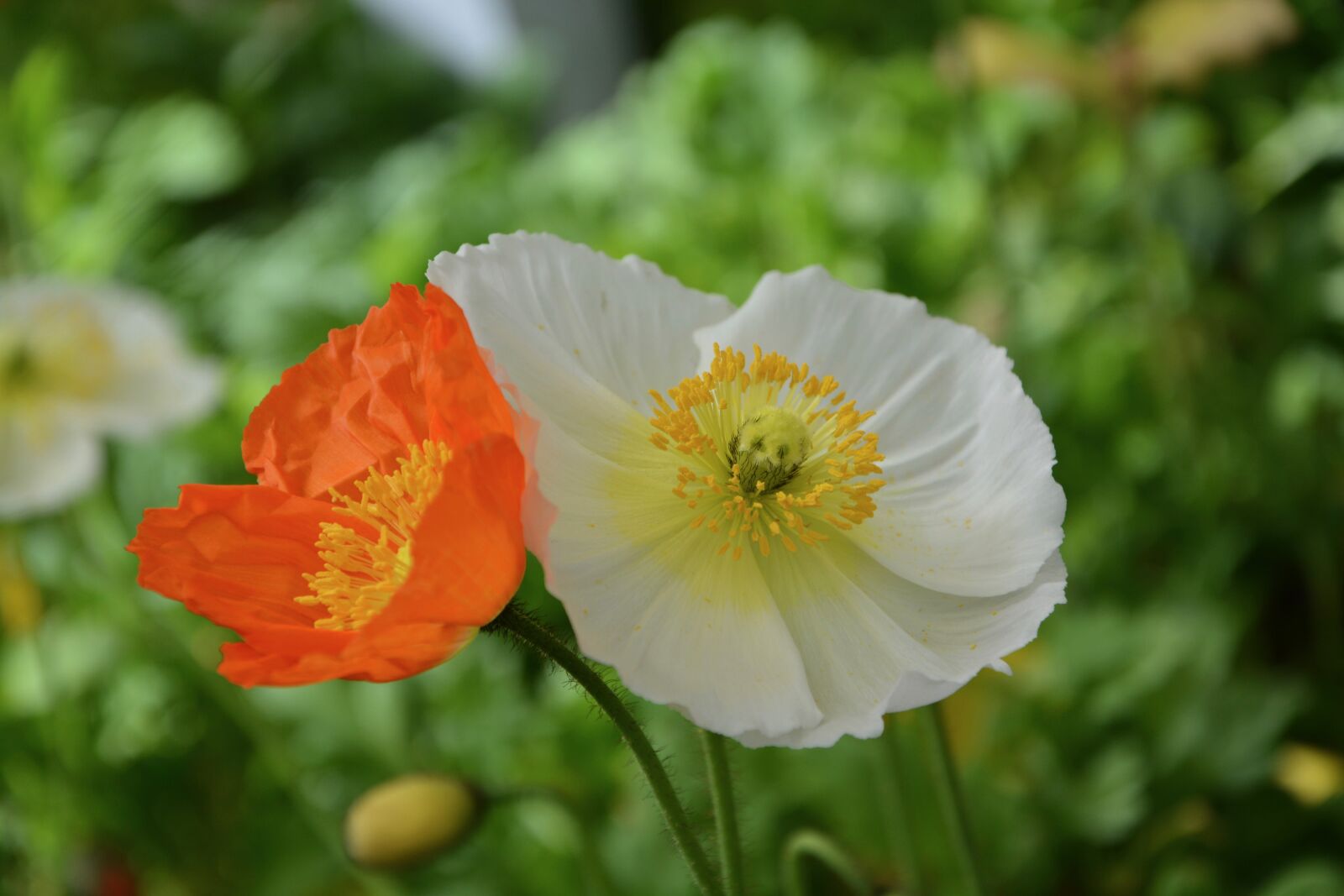 Nikon D5200 sample photo. Poppy flowers, nature, massif photography