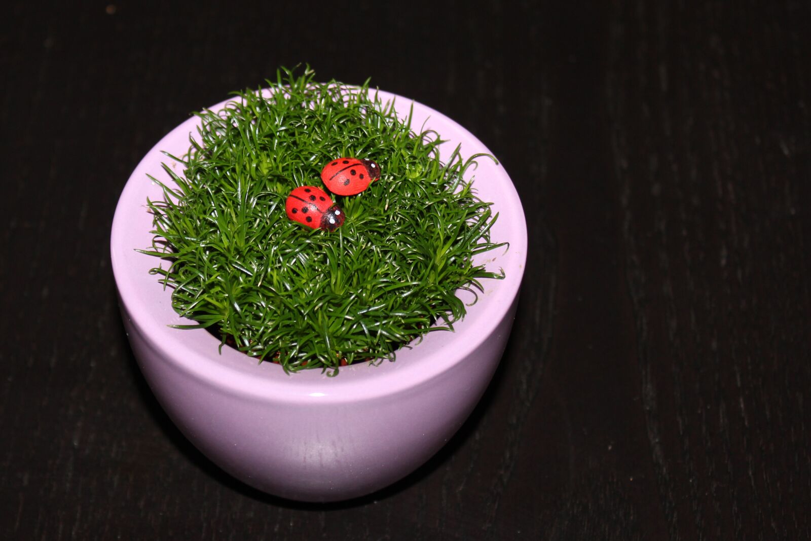 Canon EOS 600D (Rebel EOS T3i / EOS Kiss X5) sample photo. Grass, ladybug, flowerpot photography