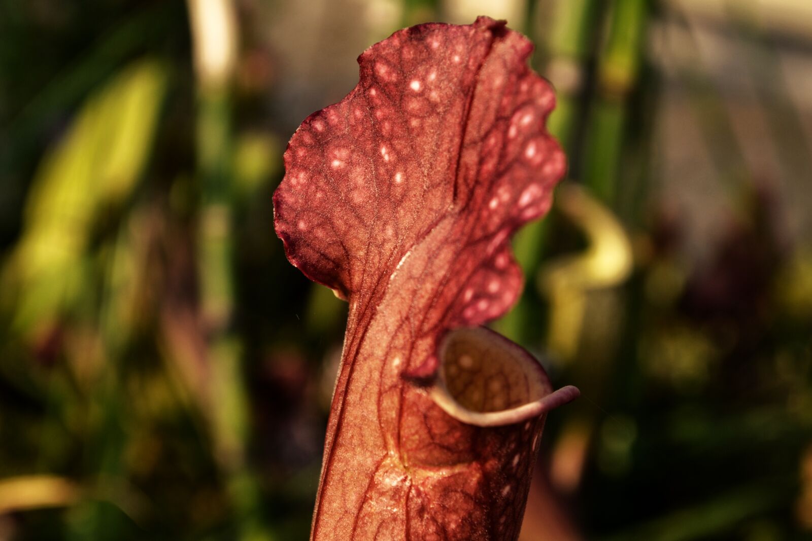 Nikon D3100 sample photo. Carnivore, nature, carnivores photography