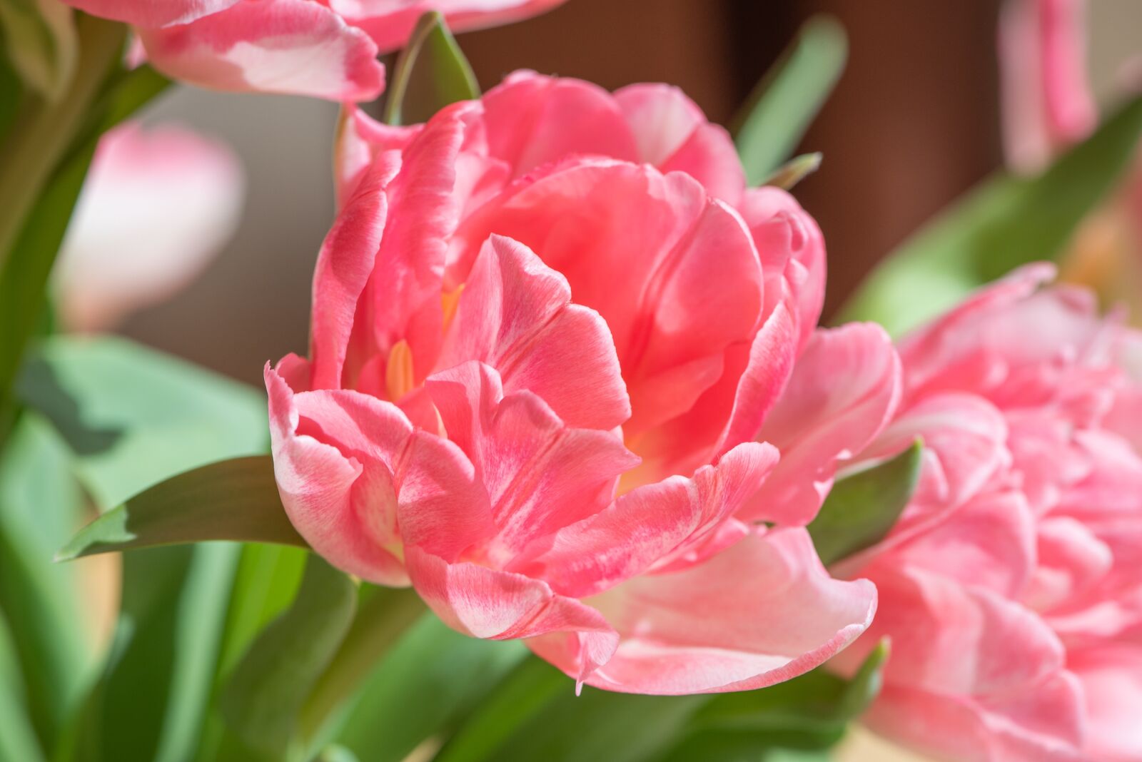 Nikon D750 sample photo. Tulip, flower, pink photography