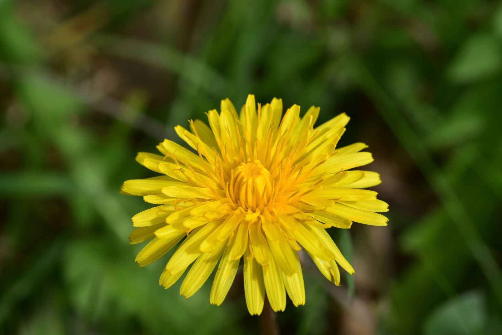 Nikon D5600 sample photo. Flower, dandelion, yellow flower photography