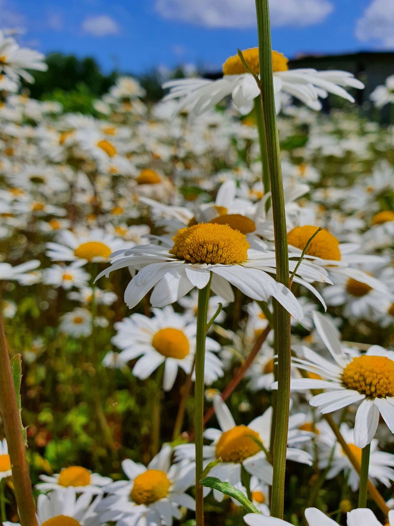 Samsung Galaxy S10 sample photo. Chamomile, flower, glade photography