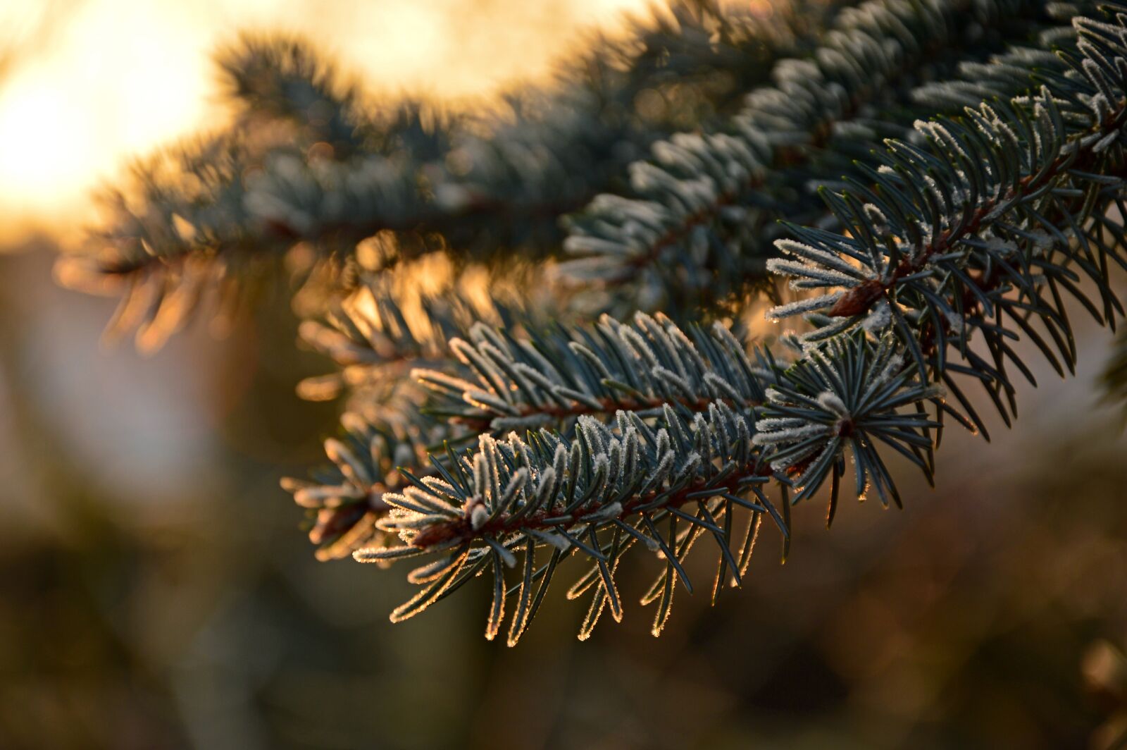 Nikon D3200 sample photo. Fir tree, needles, ripe photography