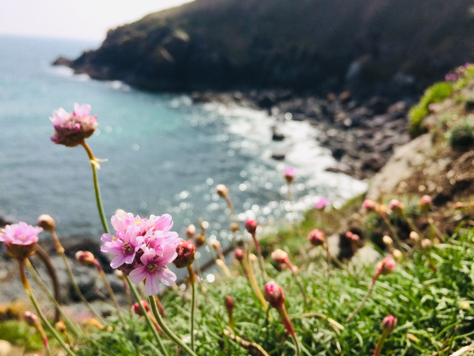 iPhone 5s back camera 4.15mm f/2.2 sample photo. Flower, sea, nature photography