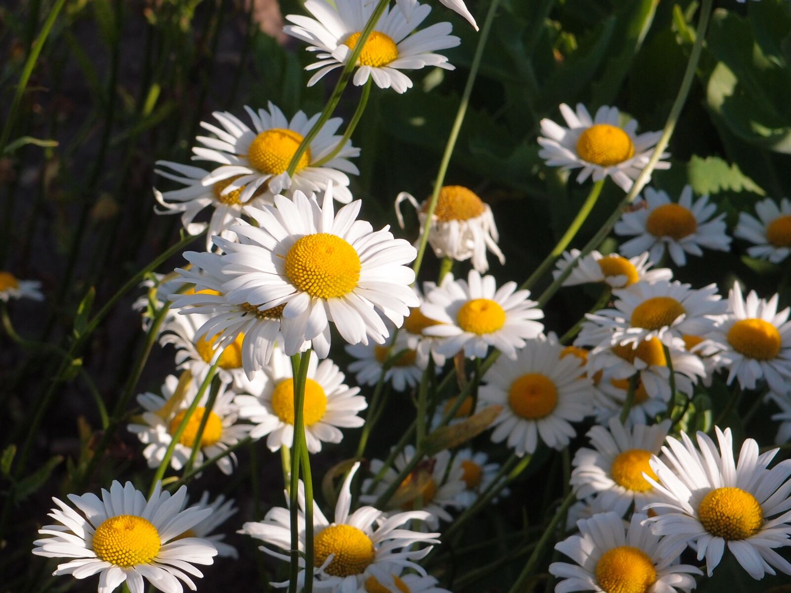 Olympus XZ-1 sample photo. Summer, flowers, grass photography