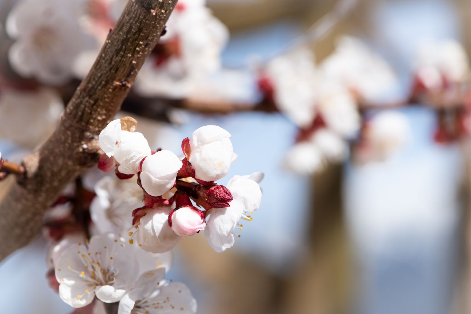Nikon D750 sample photo. Flowers, white, spring photography