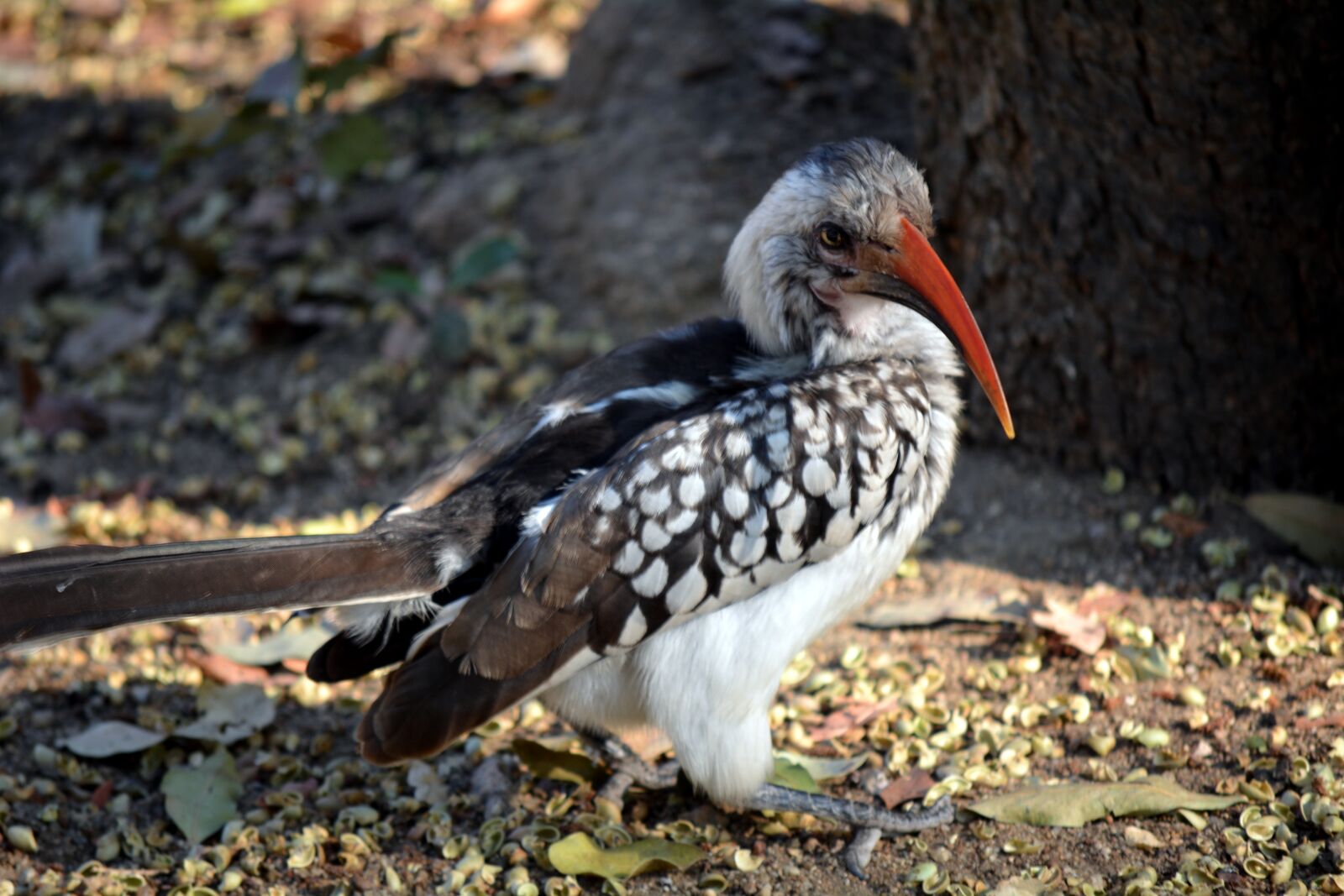 Nikon D5200 sample photo. Red beak, wild bird photography