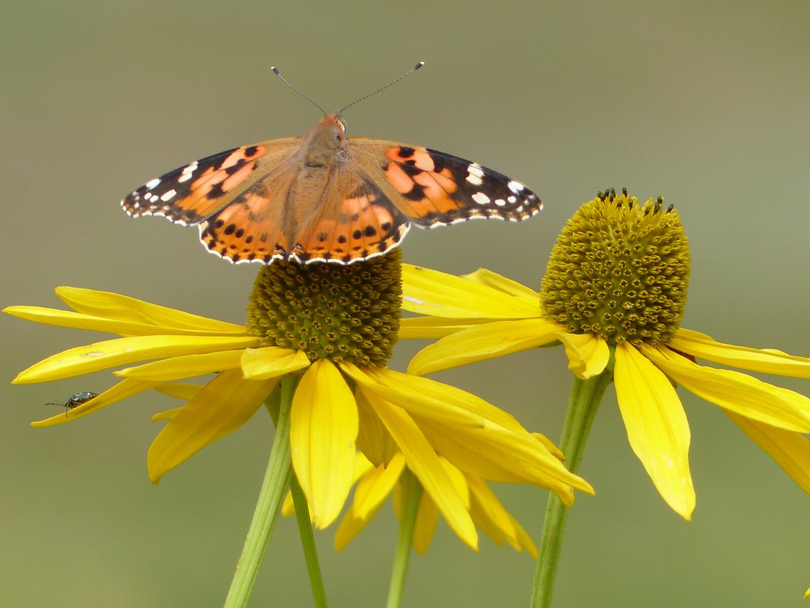 Panasonic Lumix DMC-FZ200 sample photo. Flowers, butterfly, insect photography