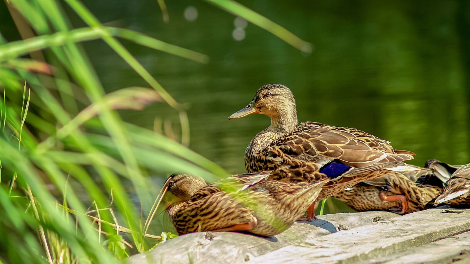 Olympus E-500 (EVOLT E-500) sample photo. Ducks, duck, crossword photography
