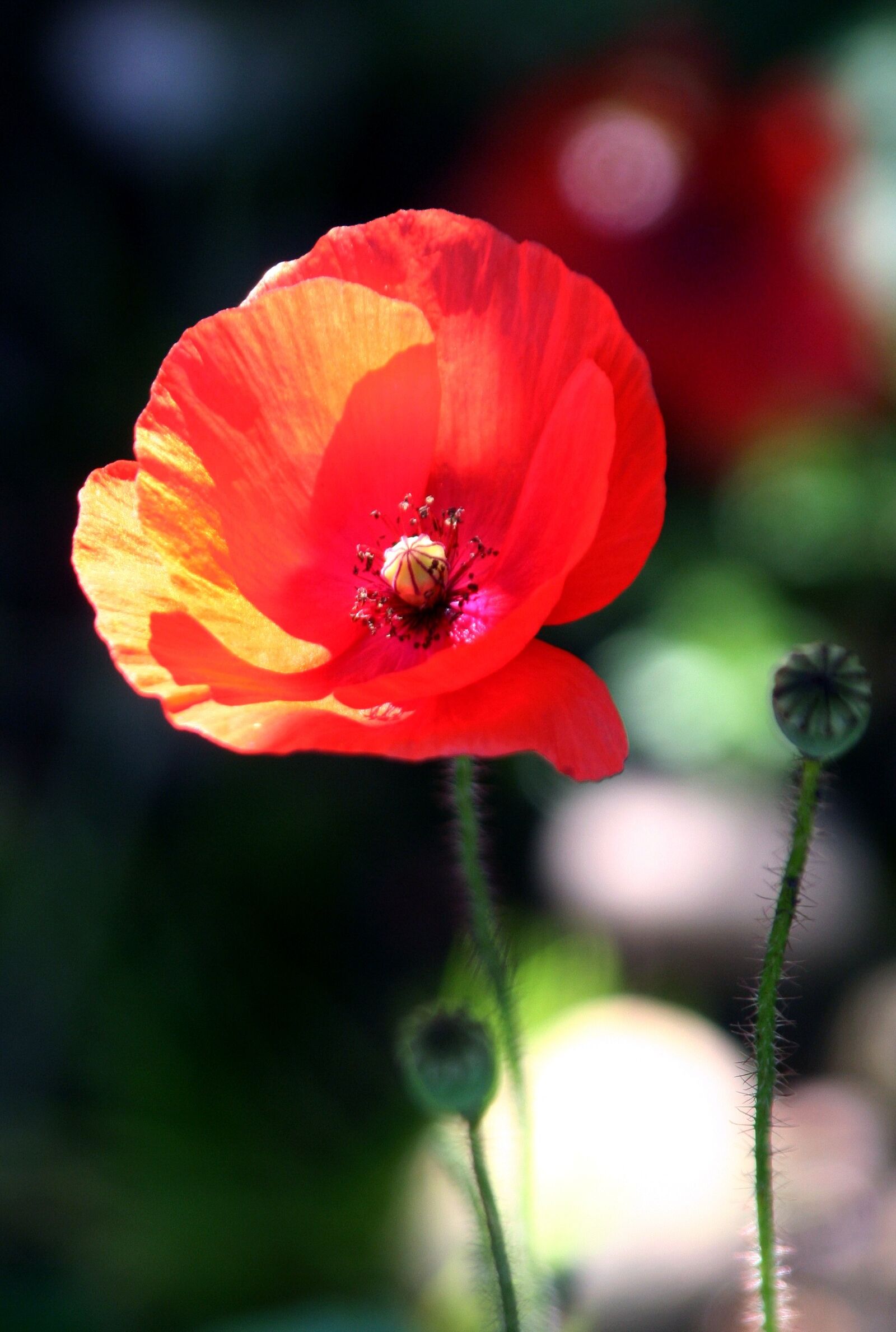 Canon EOS 350D (EOS Digital Rebel XT / EOS Kiss Digital N) sample photo. Flower, poppy, red photography