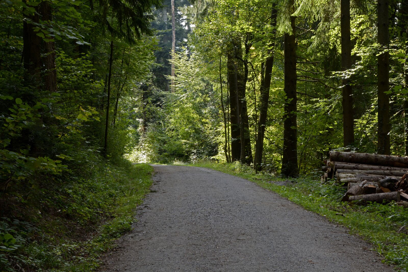 Nikon D7100 sample photo. Forest path, forest, nature photography