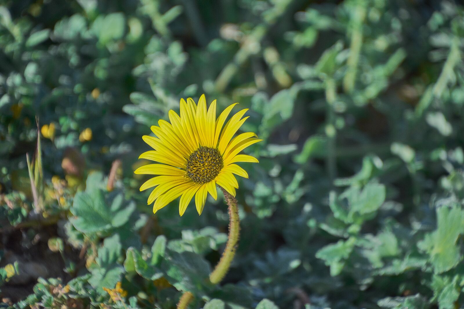 Nikon D7200 sample photo. Daisy, garden, flower photography