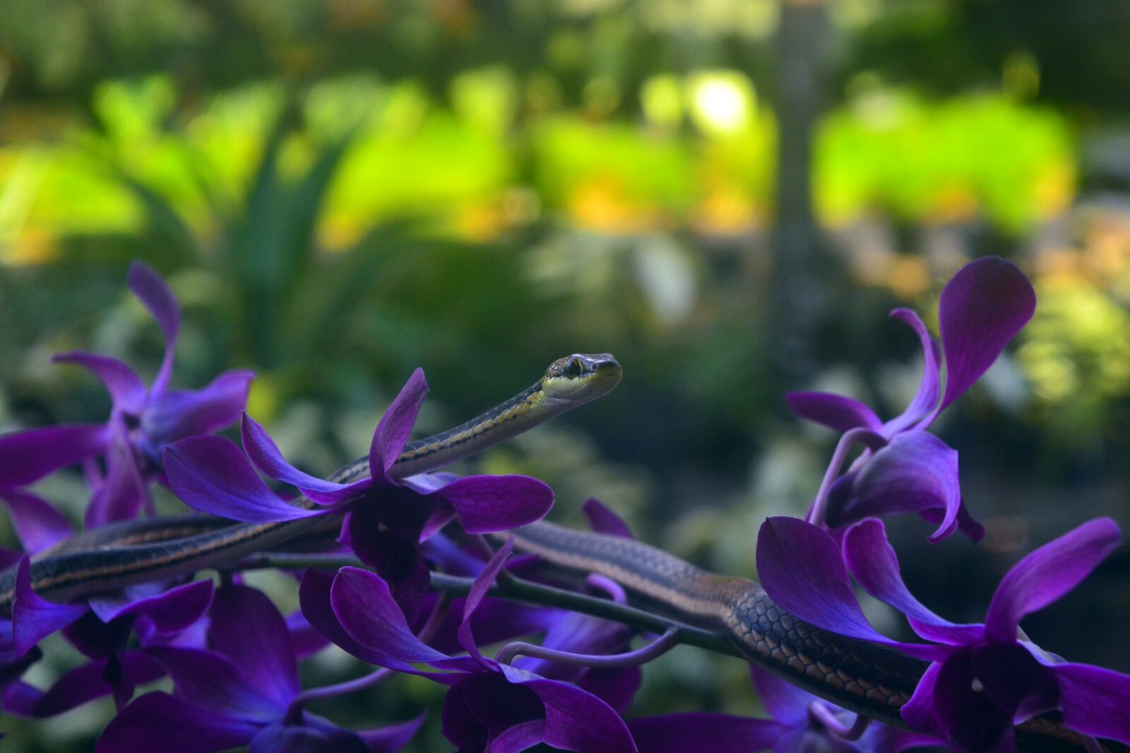 Nikon D3100 sample photo. Creep, on, orchids photography