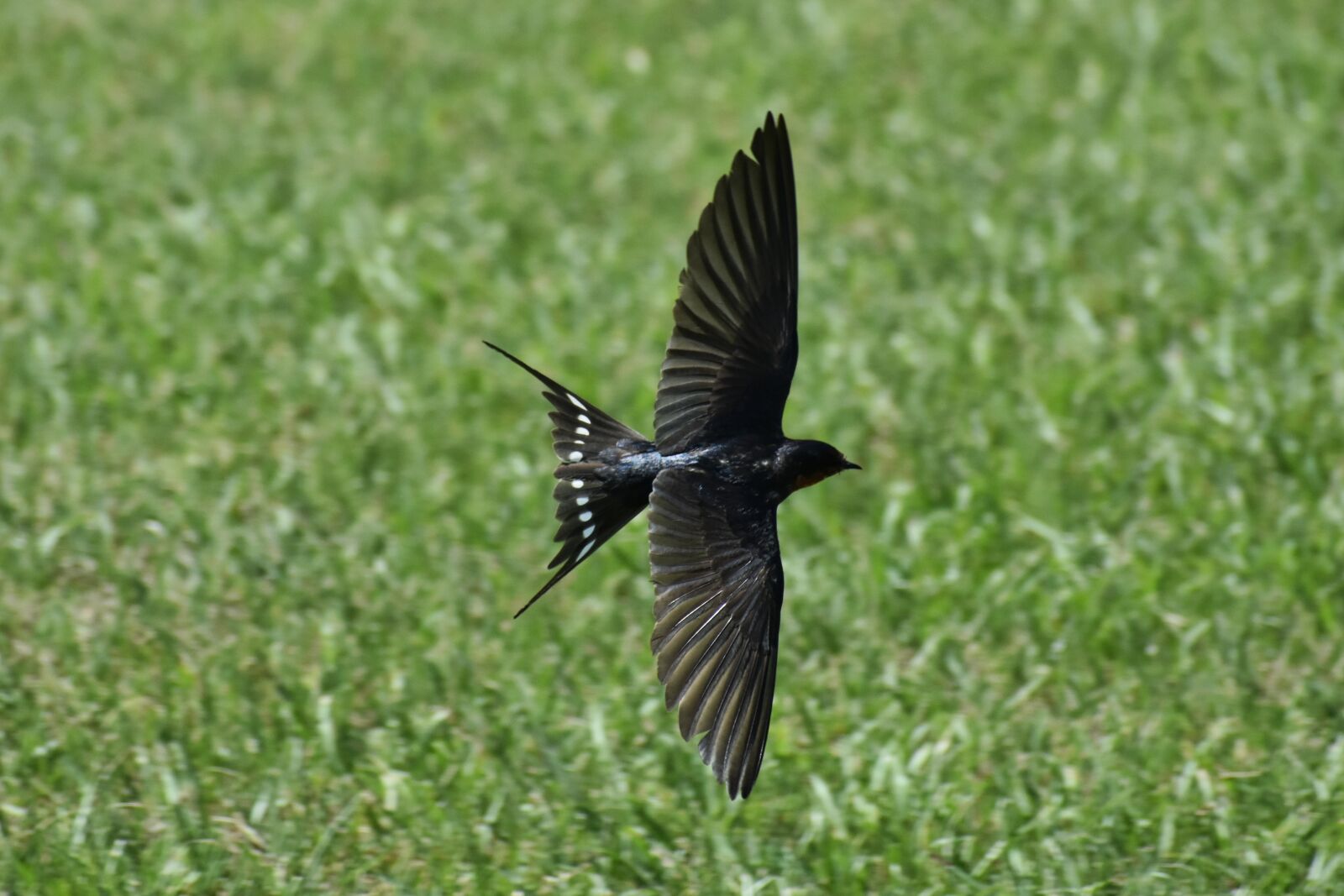 Nikon D7200 sample photo. Animal, park, lawn photography