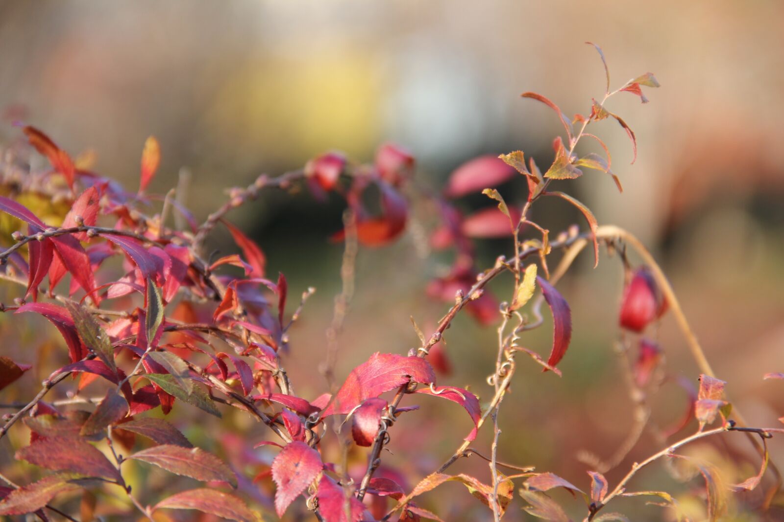 Canon EOS 60D sample photo. Nature, leaf, flora photography