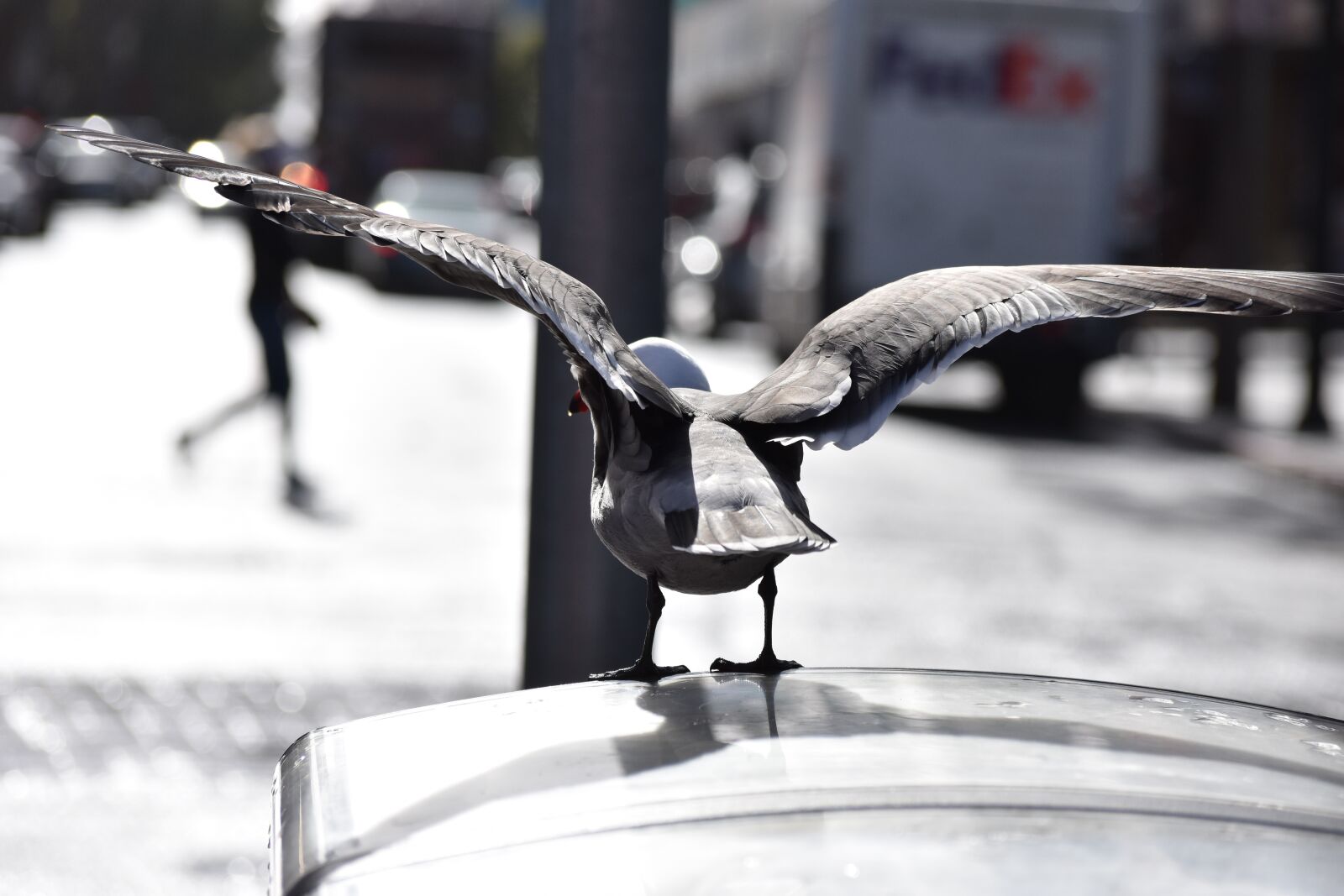 Nikon D3400 sample photo. Water, bird, seagull photography