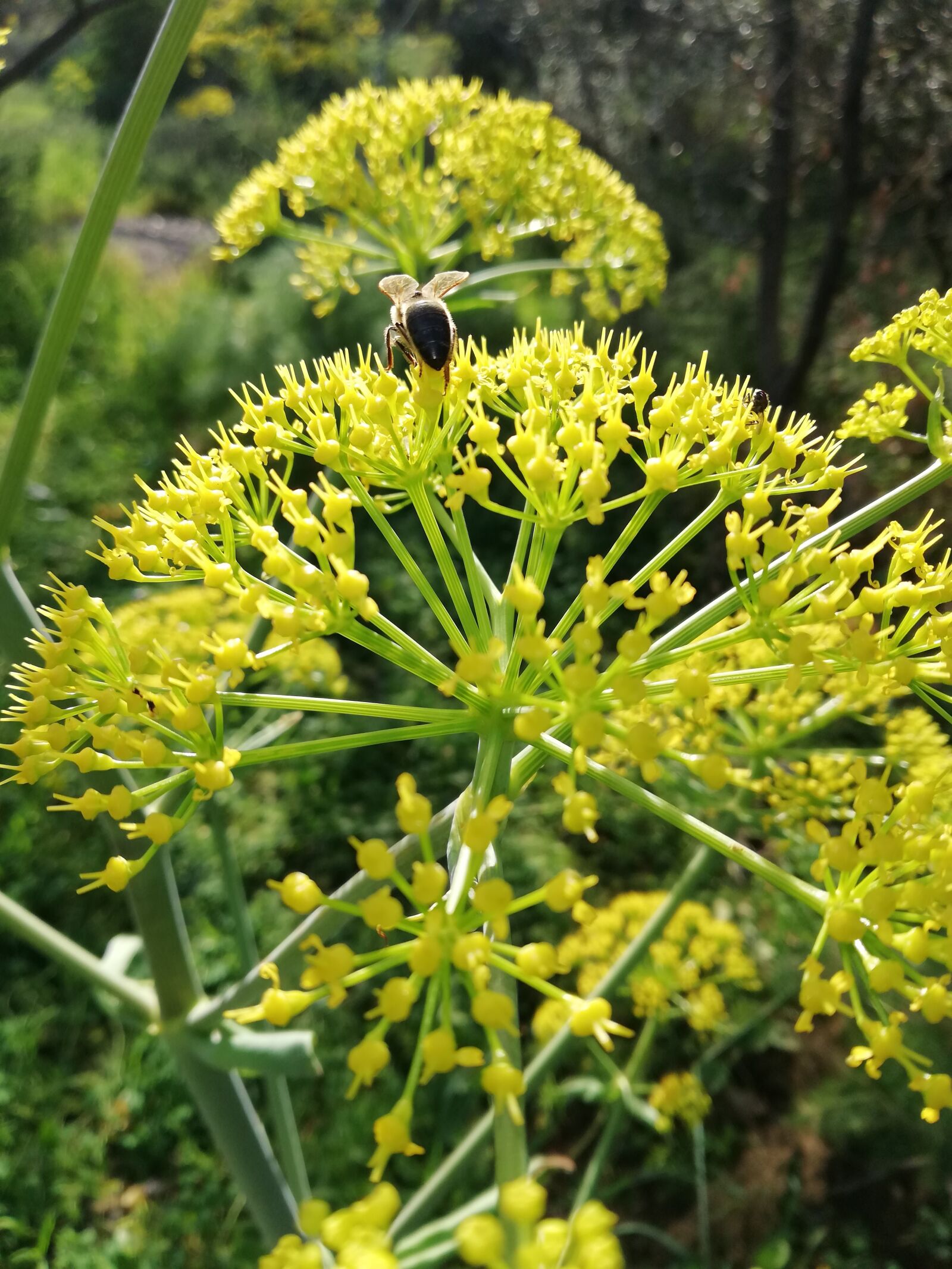 HUAWEI Mate 10 Lite sample photo. Nature, plant, flower photography