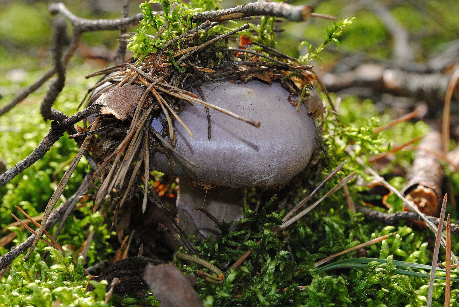 Nikon D3000 sample photo. Mushrooms, forest, nature photography