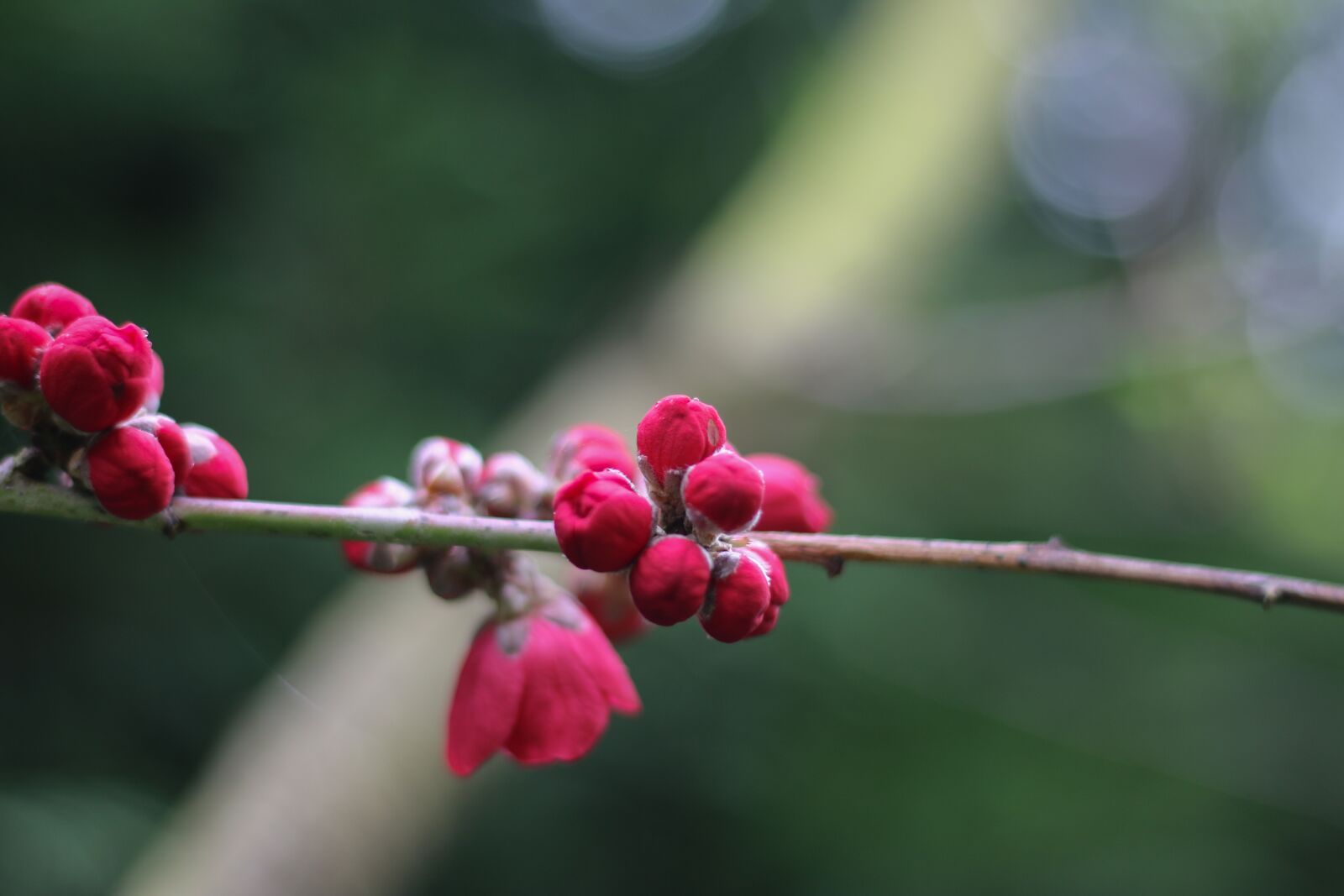 Canon EOS 70D sample photo. Malus, nature, plant photography