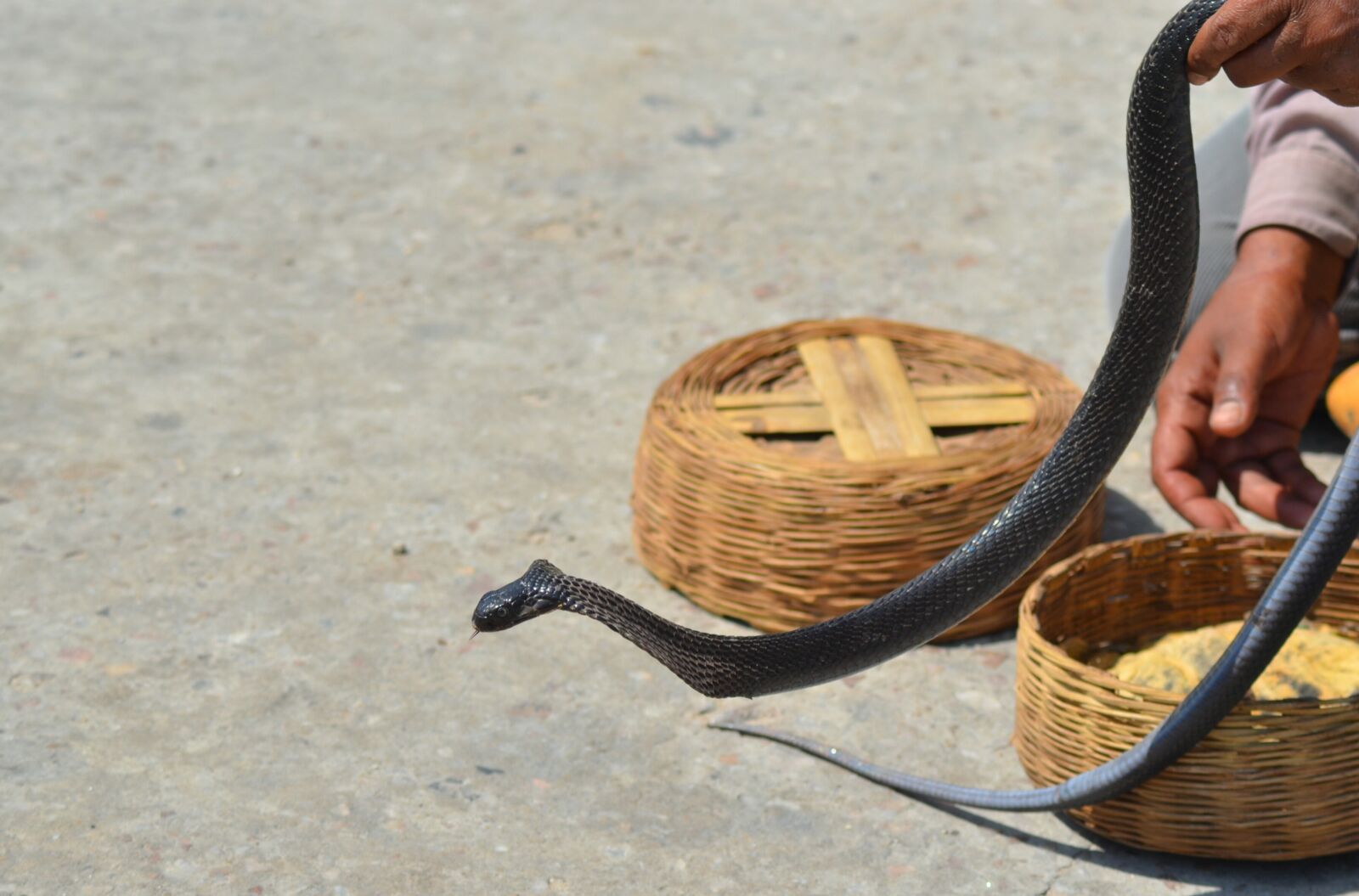 Nikon D5100 sample photo. Snake, snappy, snakehead photography