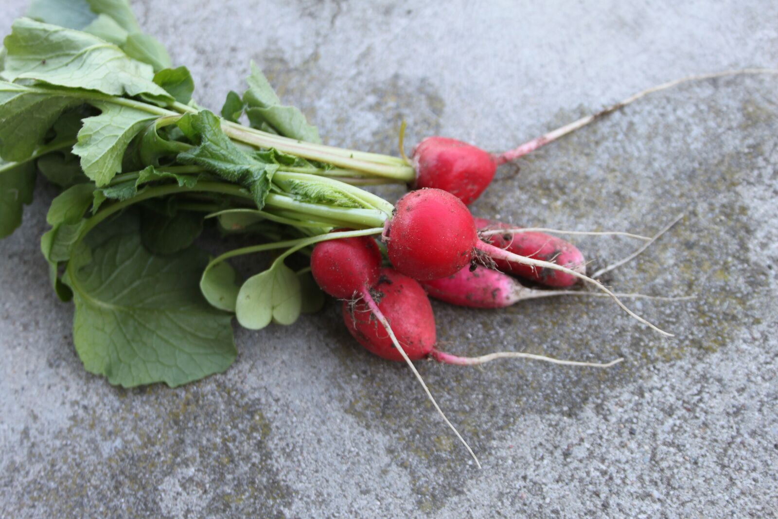 Canon EOS 500D (EOS Rebel T1i / EOS Kiss X3) sample photo. Radish, a vegetable, spring photography
