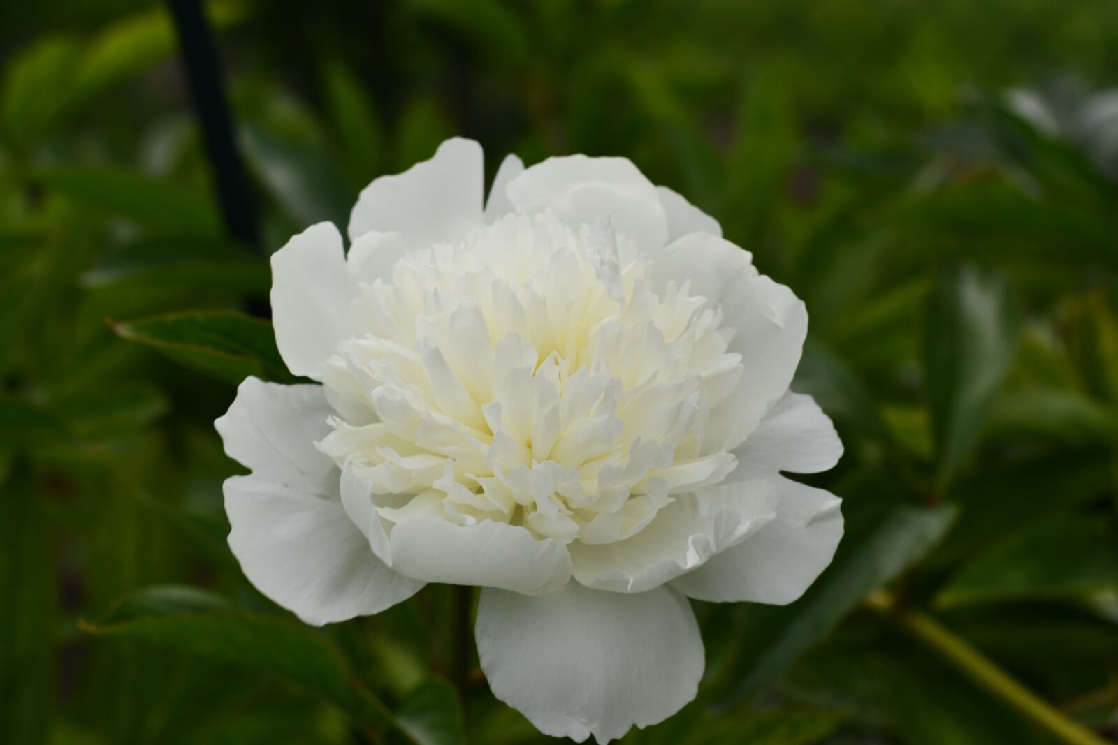 Nikon D7500 sample photo. Flower, rose, white photography