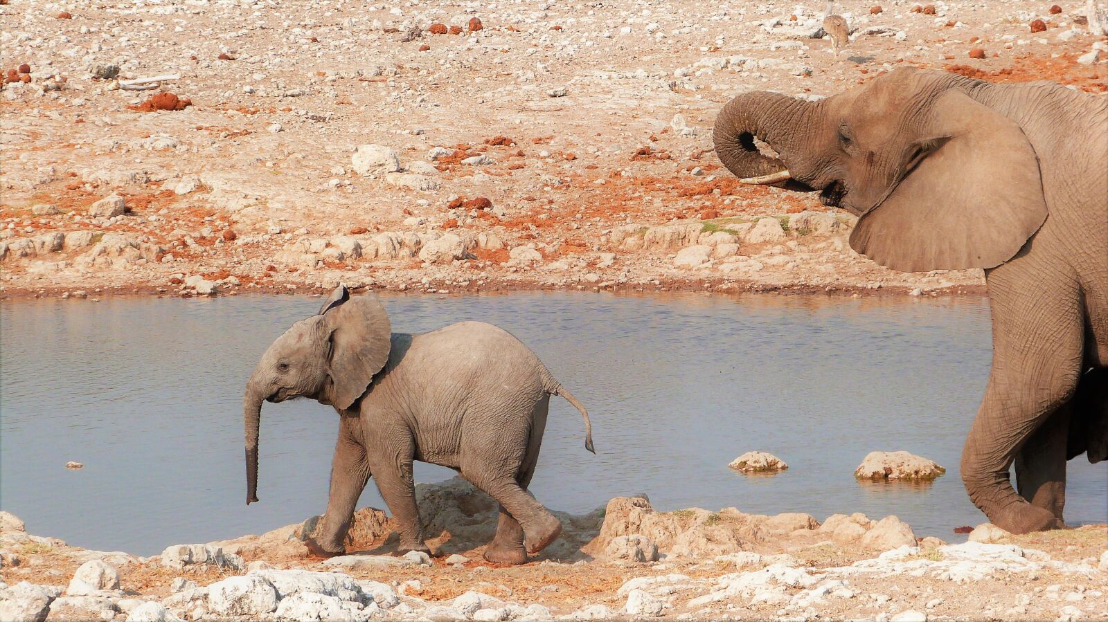 Panasonic Lumix DMC-FZ47 (Lumix DMC-FZ48) sample photo. Elephant, baby, namibia photography