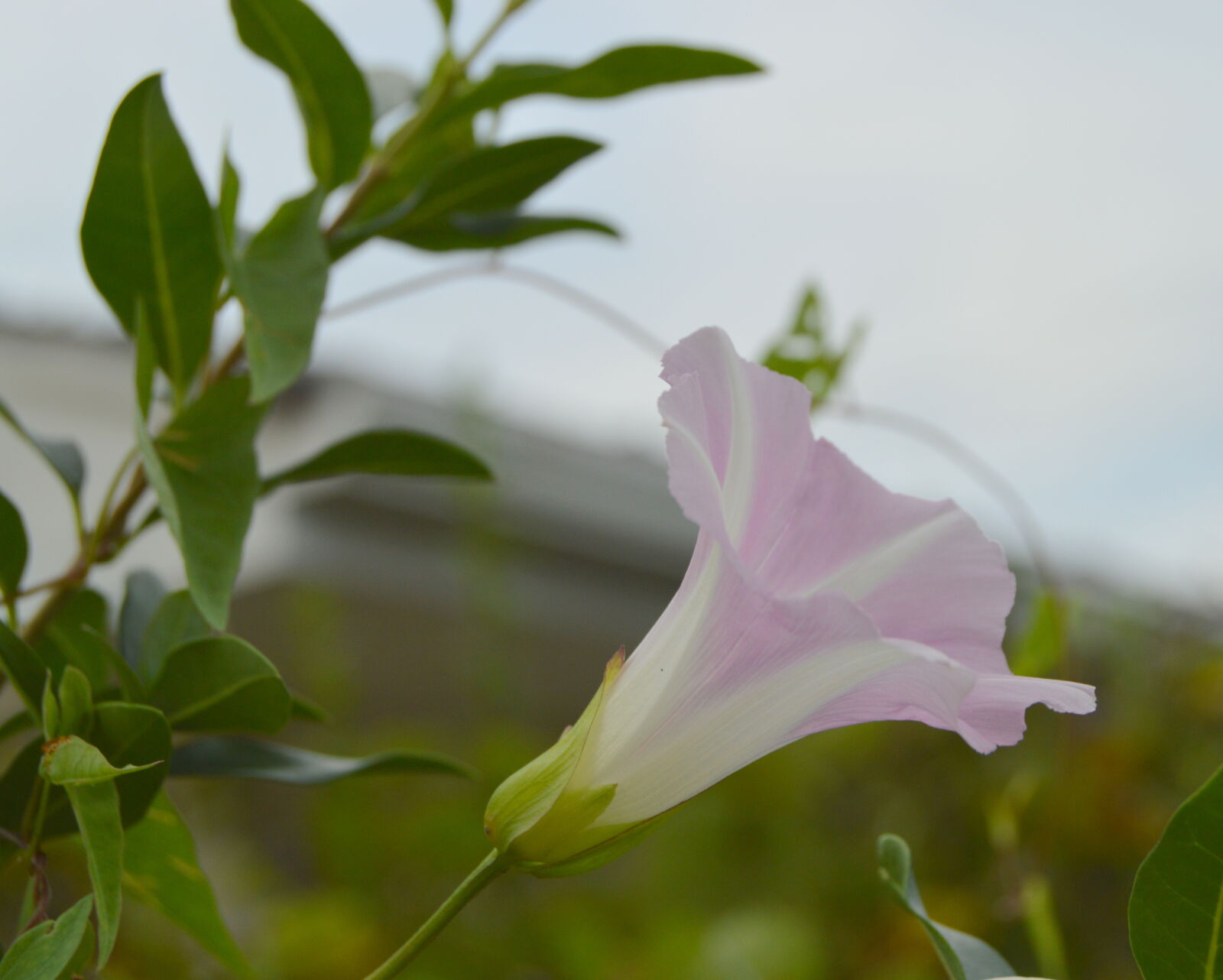Nikon D3200 sample photo