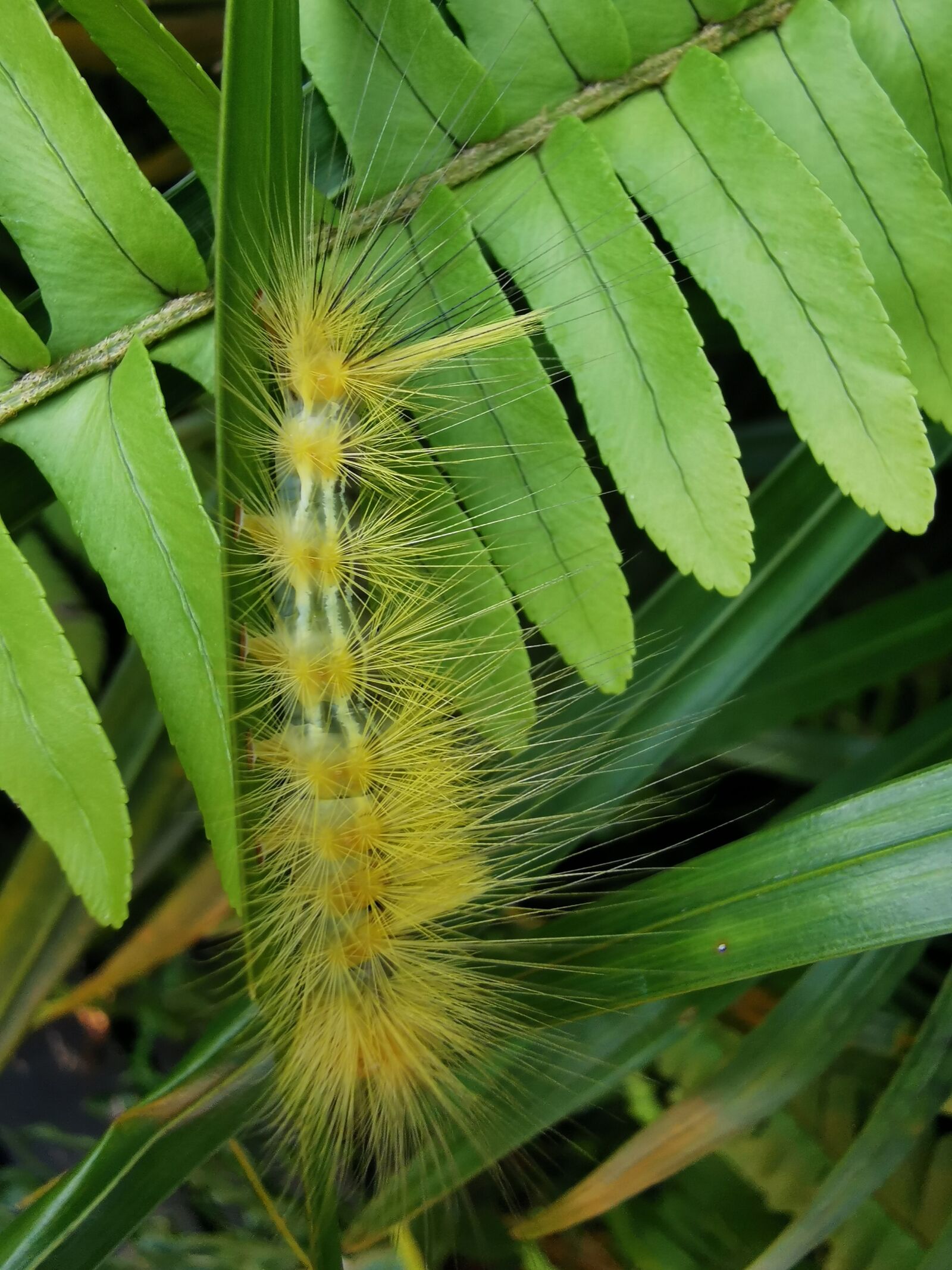 HUAWEI P30 Pro sample photo. Caterpillar, leaves, leaf photography
