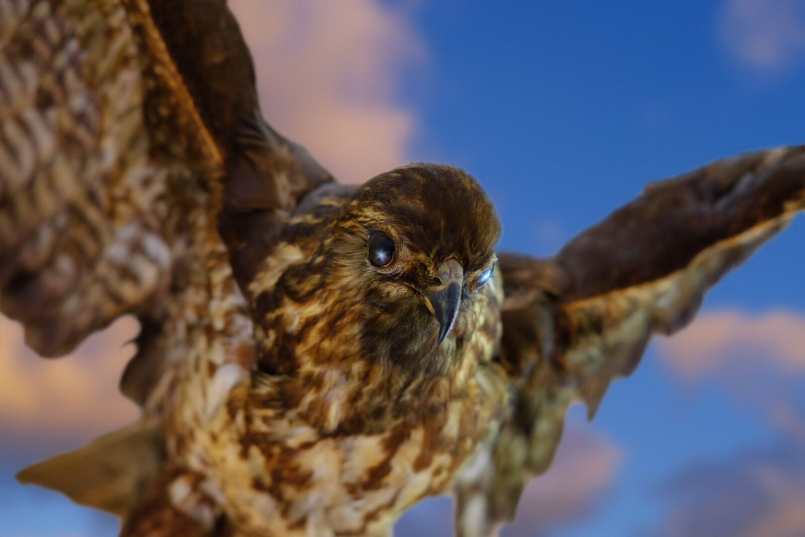 Fujifilm X-T2 + Fujifilm XF 35mm F2 R WR sample photo. Adler, falcon, hawk photography