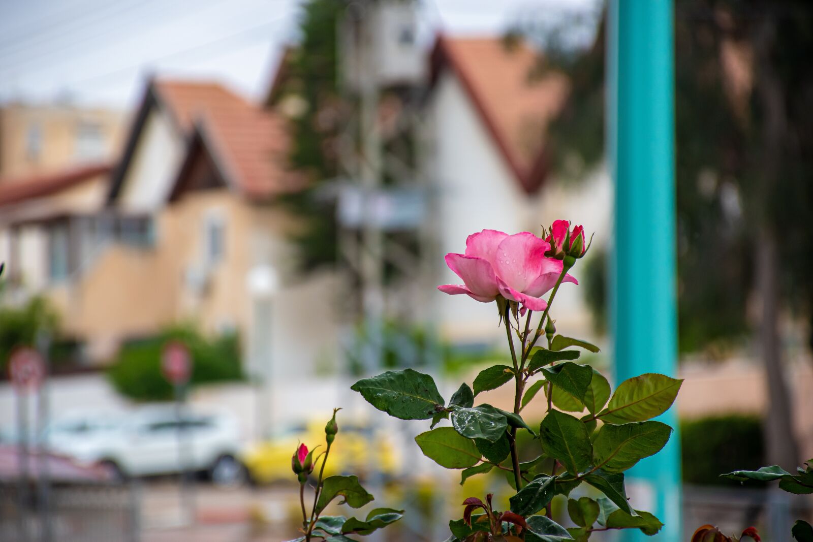 Nikon D5600 sample photo. Rose, town, flower photography