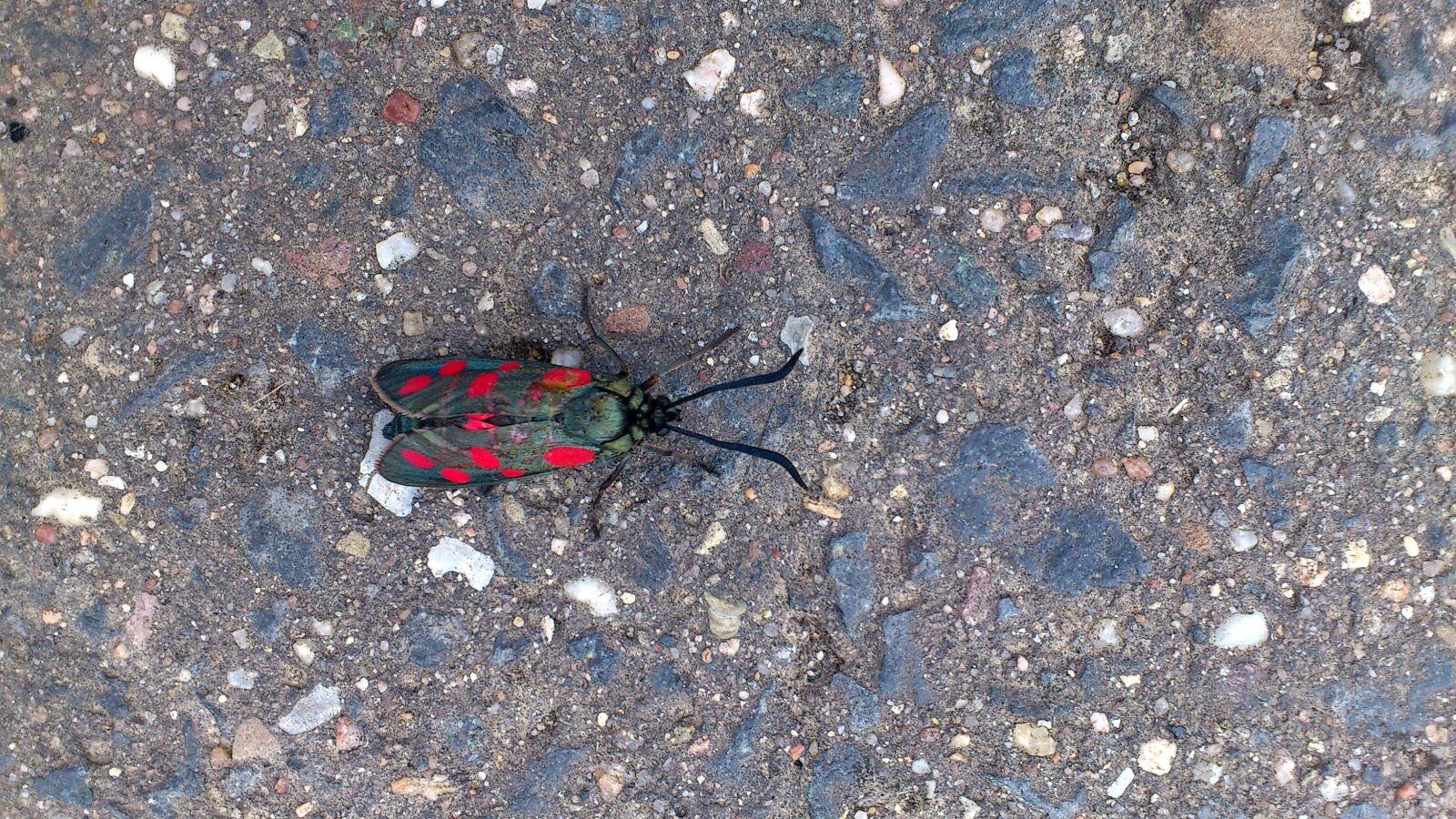 Sony Ericsson Xperia Arc sample photo. Insect, butterfly, small five photography